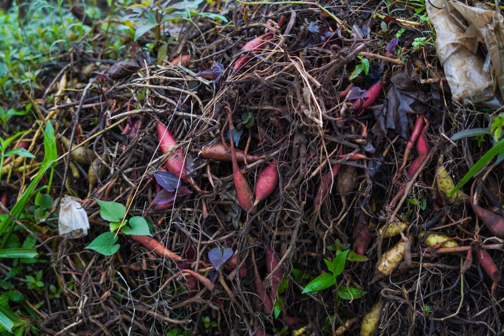 Pile of finished garden compost