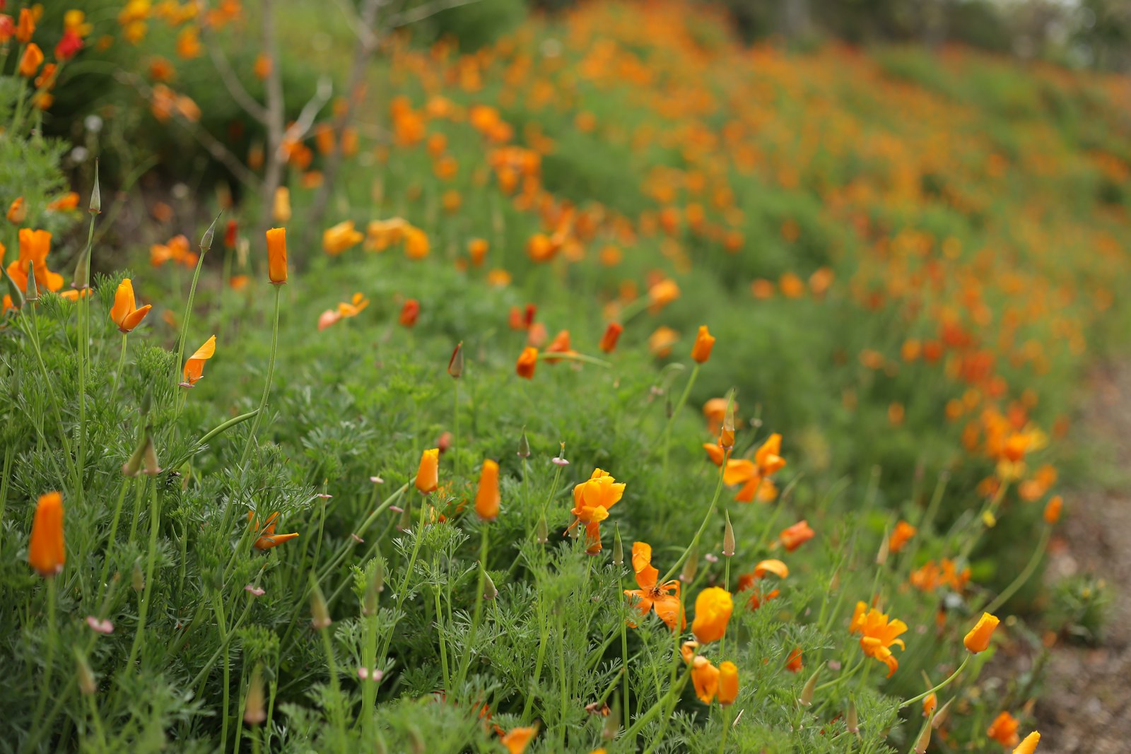California poppies blooming on a hillside