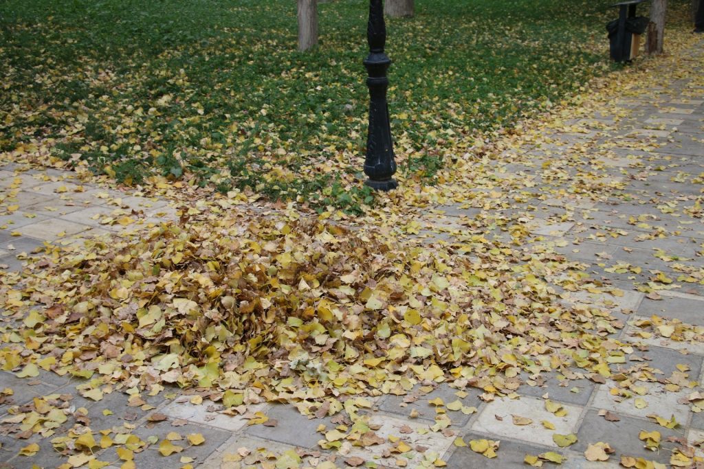 How to Rake Leaves with a Push Broom Instead of a Leaf Blower