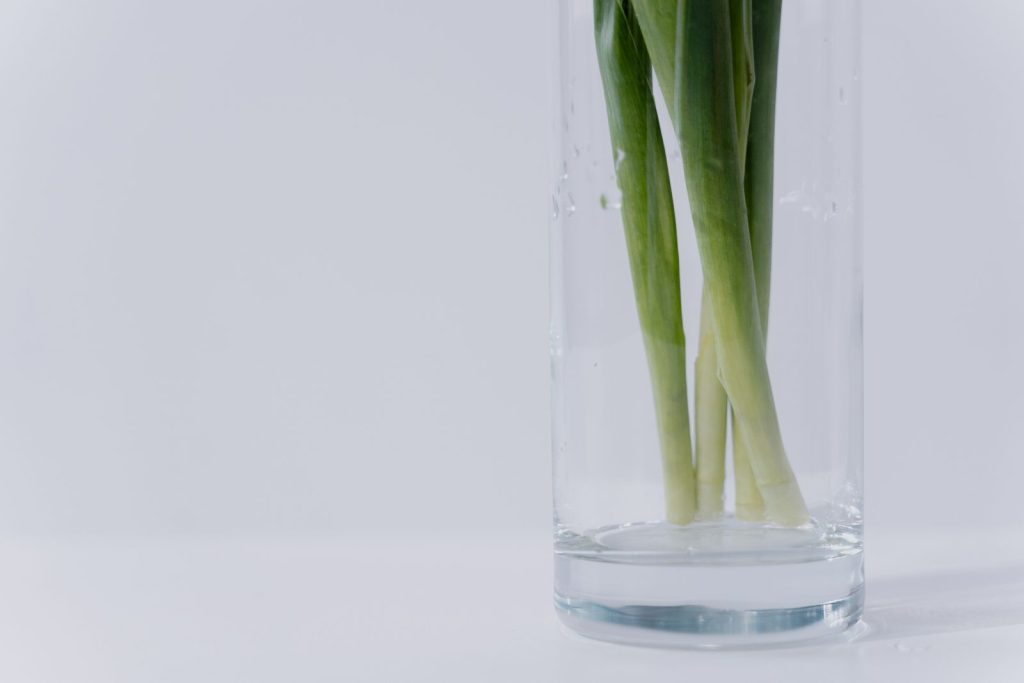 Green onions regrowing in a glass of water