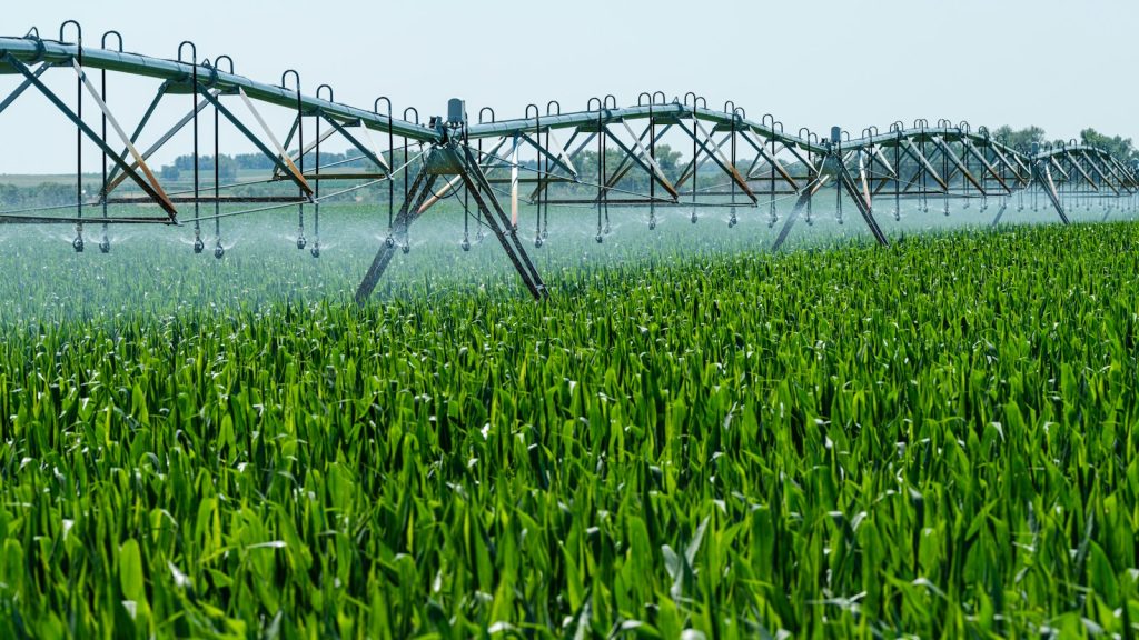Sprinklers watering a green field