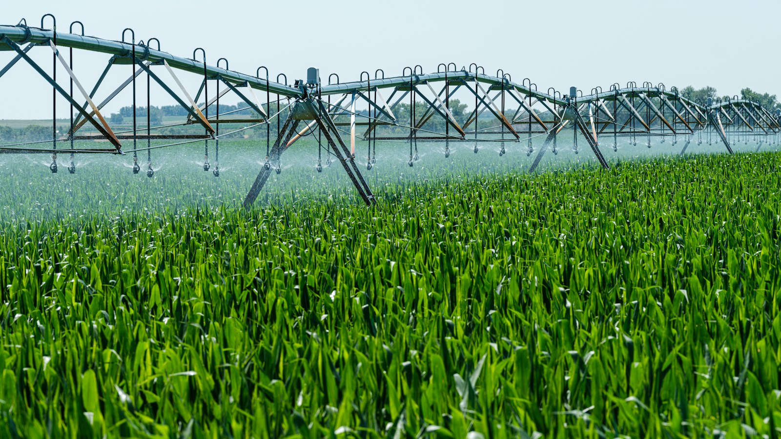 Sprinklers watering a green field