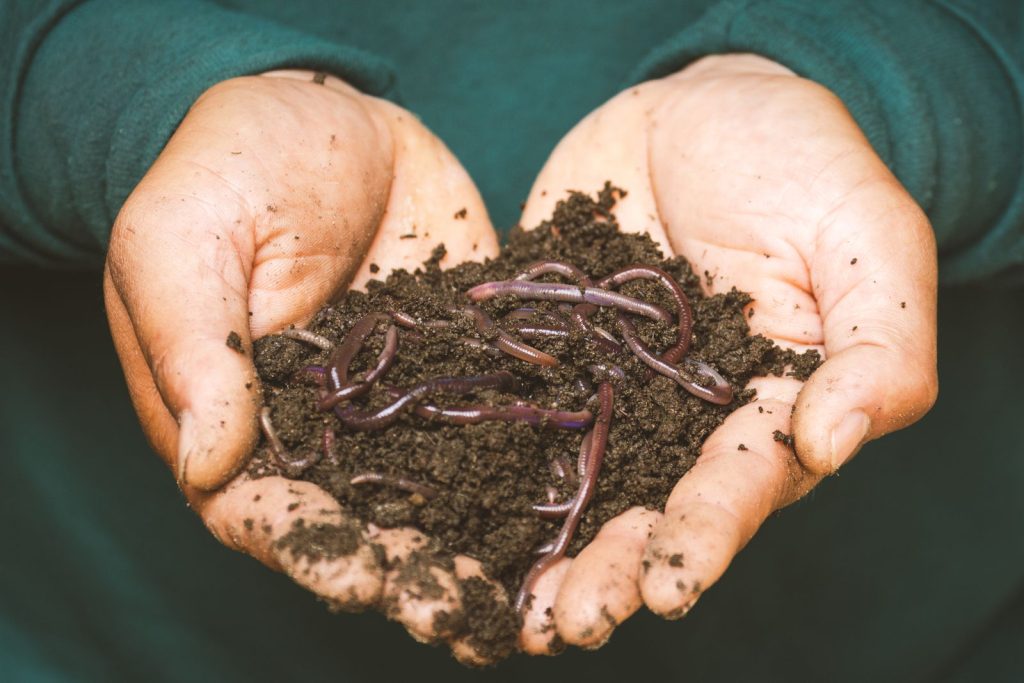 Hands holding earthworms in rich compost soil